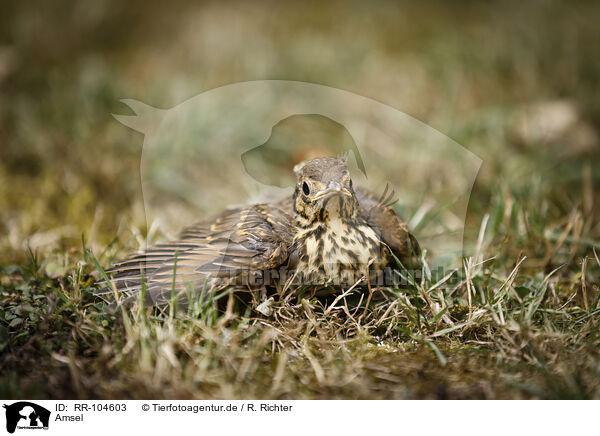 Amsel / RR-104603