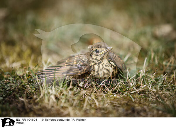 Amsel / RR-104604