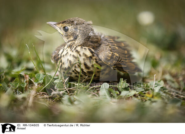 Amsel / RR-104605