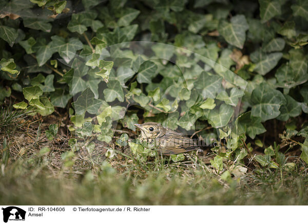 Amsel / RR-104606