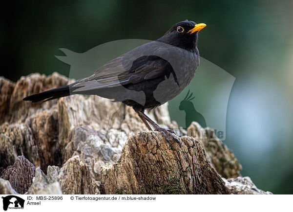 Amsel / common blackbird / MBS-25896