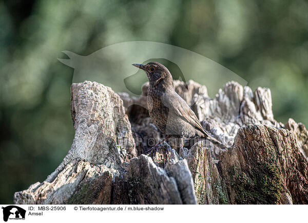 Amsel / common blackbird / MBS-25906