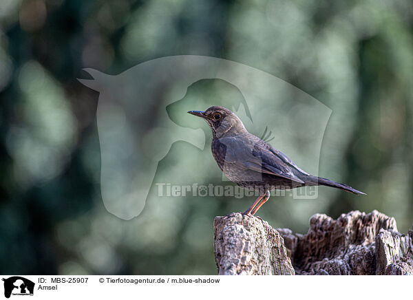 Amsel / common blackbird / MBS-25907