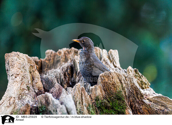 Amsel / common blackbird / MBS-25929