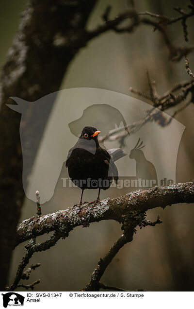 Amsel / common blackbird / SVS-01347