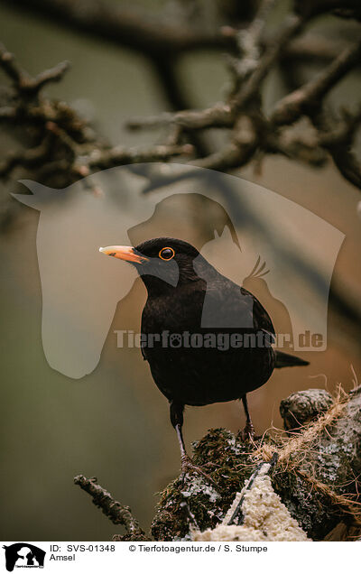 Amsel / common blackbird / SVS-01348