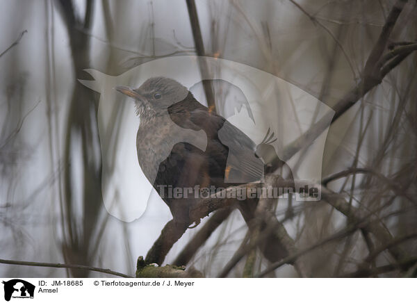 Amsel / JM-18685