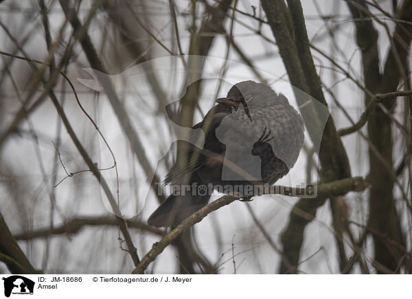 Amsel / JM-18686