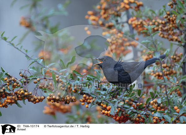Amsel / common blackbird / THA-10174
