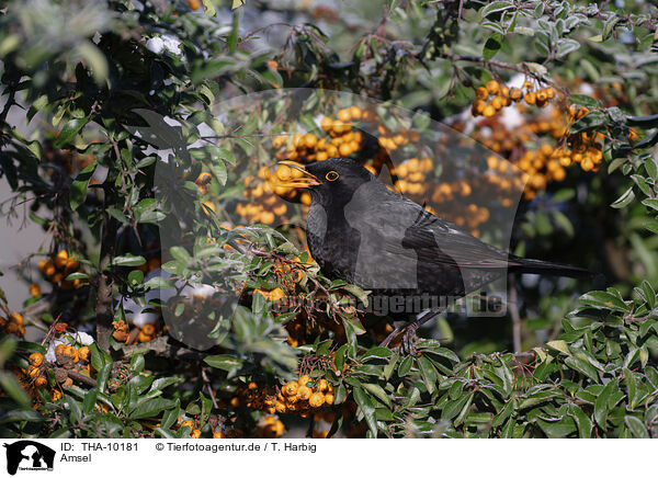 Amsel / common blackbird / THA-10181