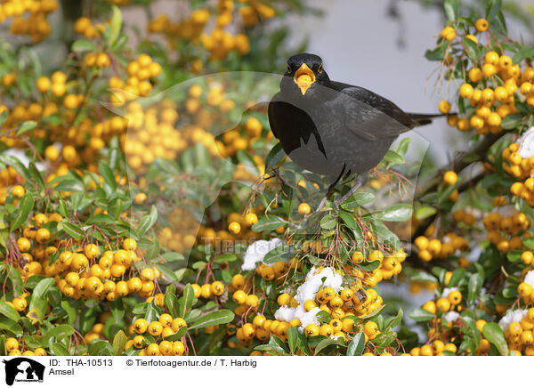 Amsel / common blackbird / THA-10513