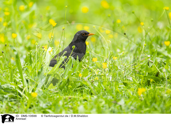 Ammsel / blackbird / DMS-10688