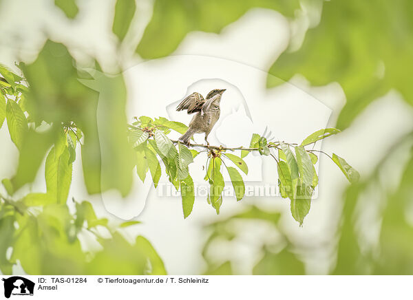 Amsel / blackbird / TAS-01284