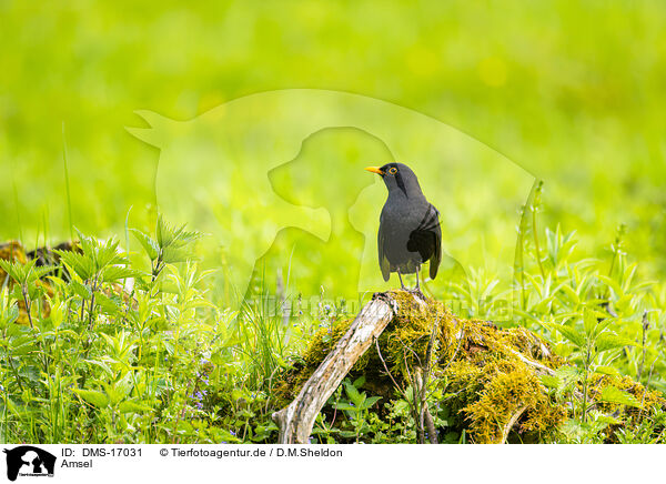 Amsel / common blackbird / DMS-17031