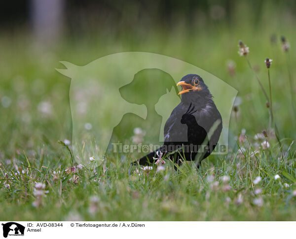 Amsel / blackbird / AVD-08344