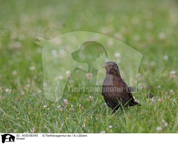 Amsel / blackbird / AVD-08345