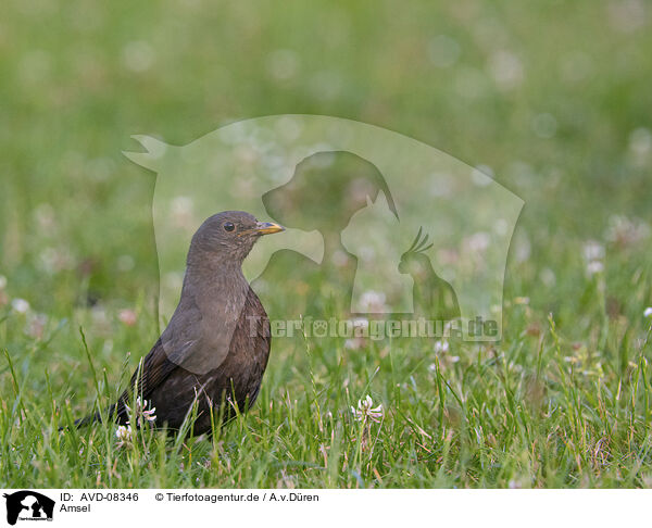 Amsel / blackbird / AVD-08346