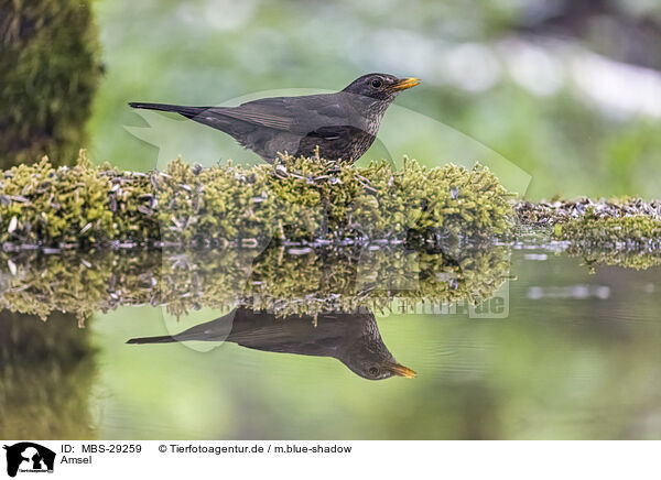 Amsel / blackbird / MBS-29259