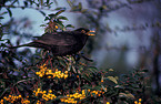 Amsel