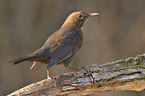 Amsel