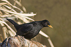 Amsel