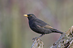 Amsel