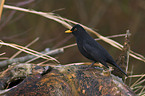 Amsel