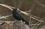 Amsel