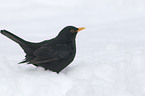 Amsel