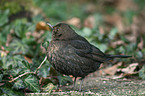 Amsel