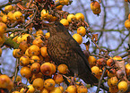 Amsel