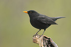 Amsel