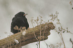 Amsel