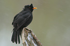 Amsel