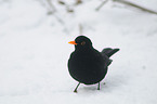 Amsel