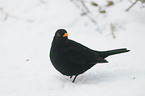 Amsel