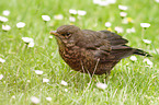 Amsel