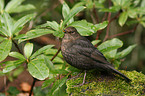 Amsel