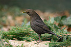 Amsel