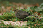 Amsel