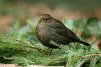 Amsel