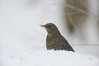 Amsel