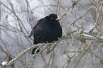 Amsel