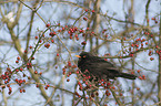 Amsel