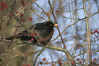 Amsel