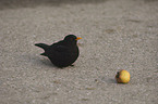 Amsel