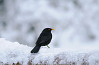 Amsel