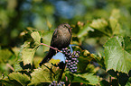 Amsel