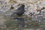 Amsel