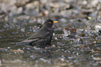 Amsel